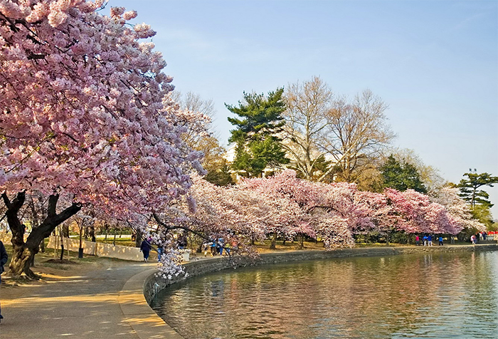Central Park nổi bật với hoa anh đào mùa xuân